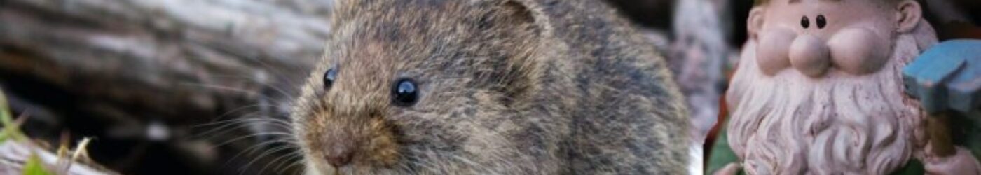 De Kabouter en de Muis